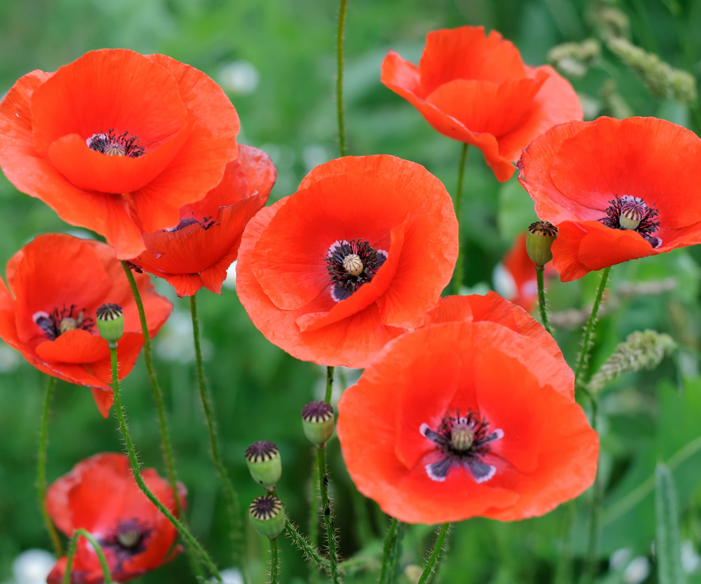 Flanders poppies in yard showing bright red blooms