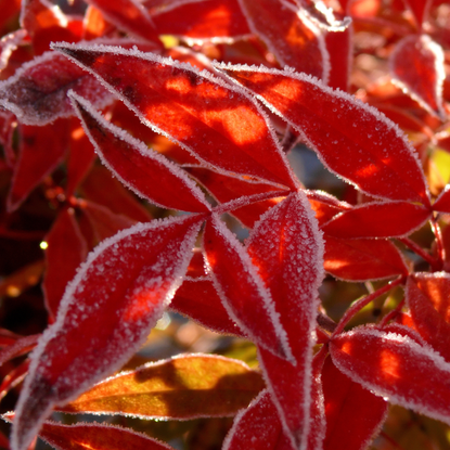 Heap of frozen Henry's Garnet leaves (virginia sweetspire cultivar)