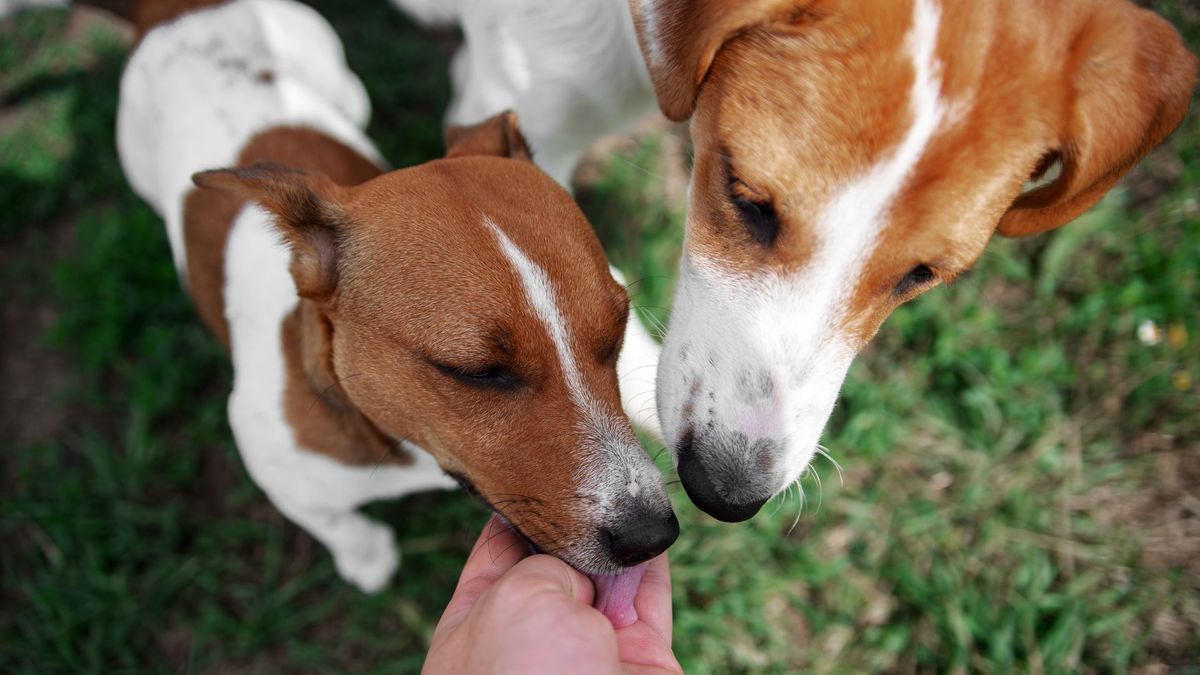 Dogs sniffing each other