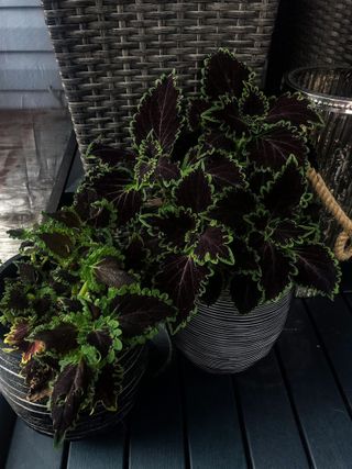 A pair of potted wicked witch coleus plants