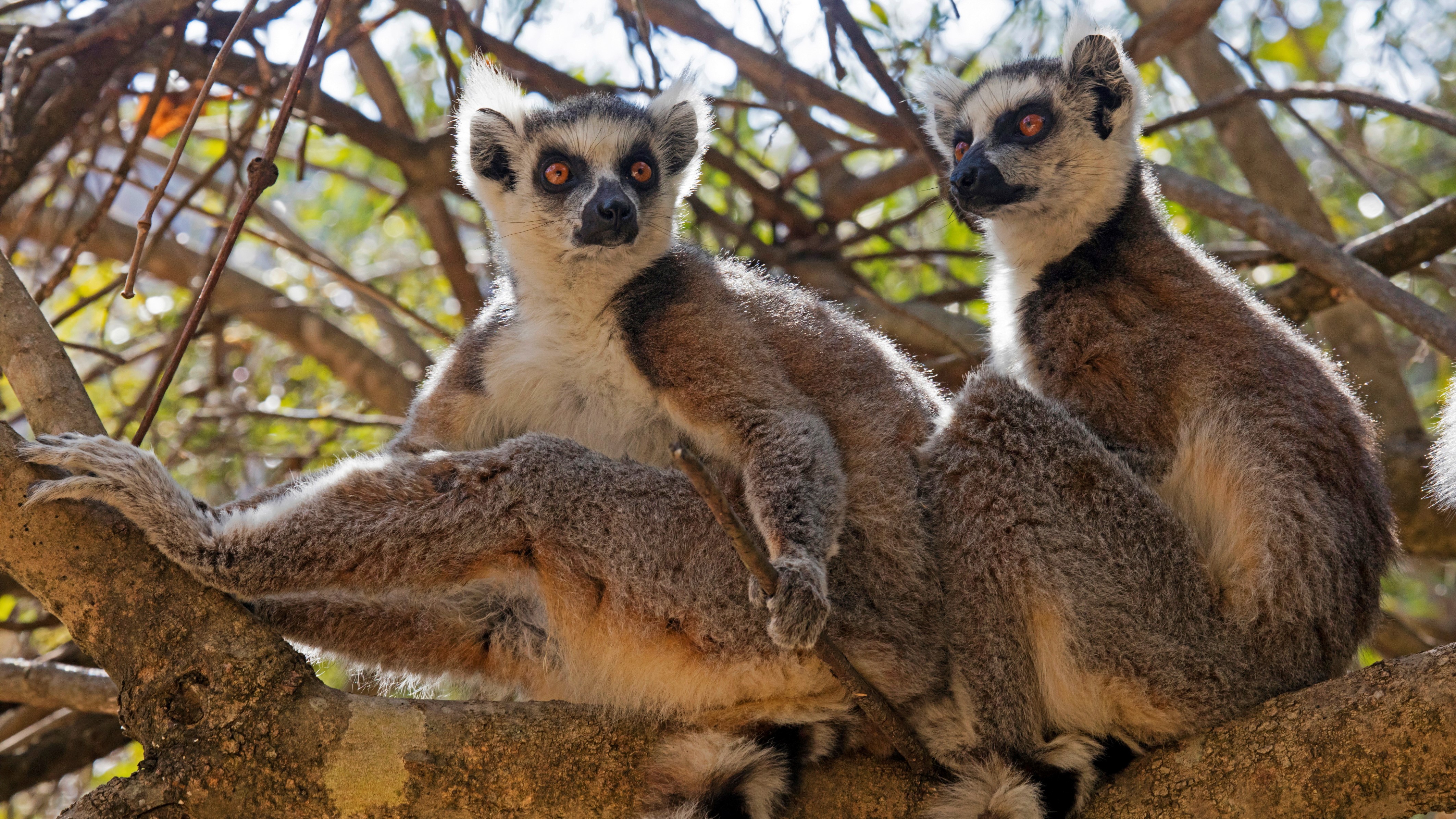 Lemurs: A diverse group of endangered primates