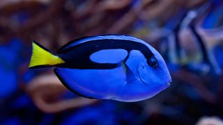 a blue tang, a blue fish with black markings and yellow tail