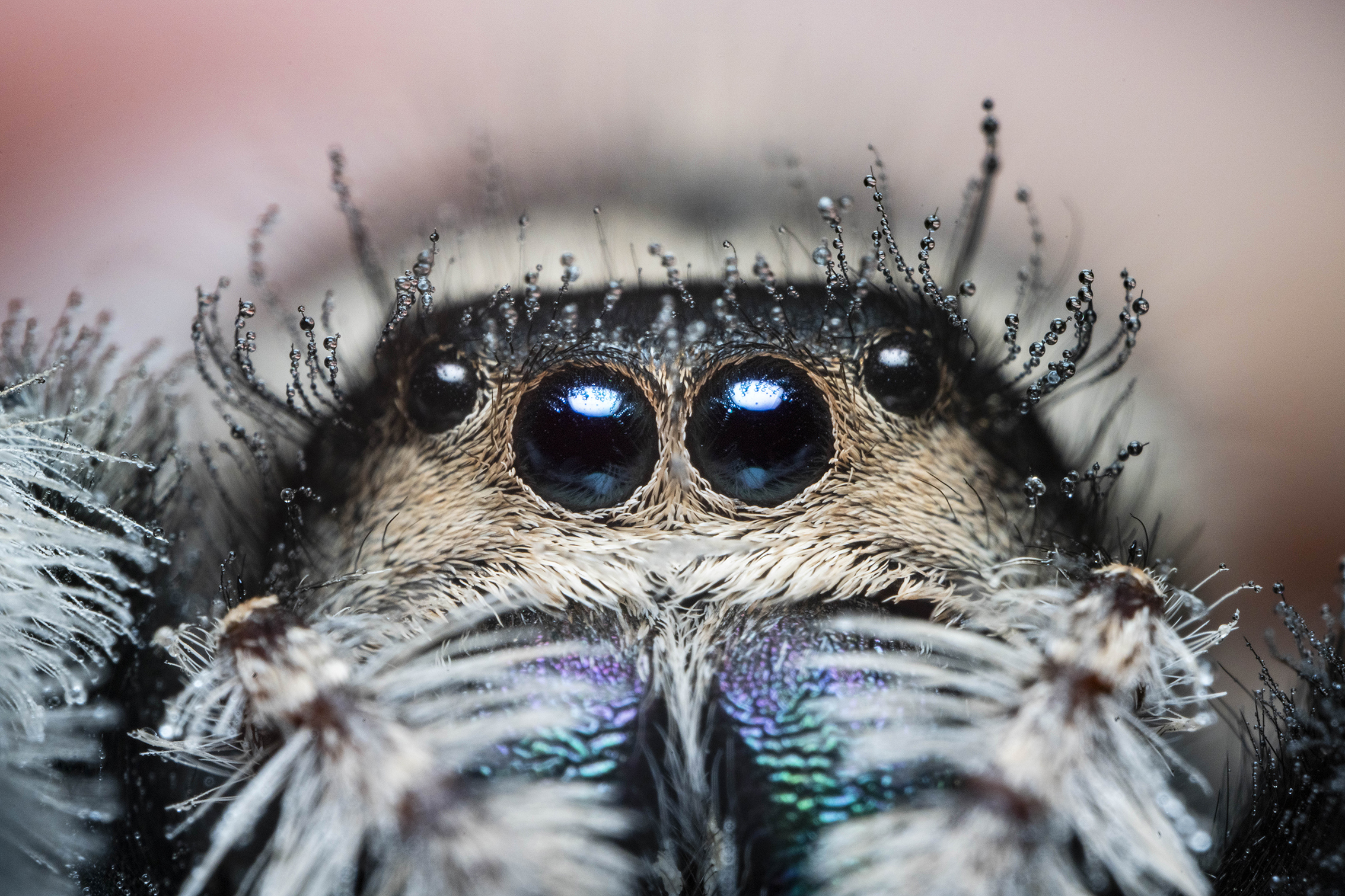 Close-up of a spider's face with vivid blue eyes and fine hairs, revealing intricate details of its features and texture