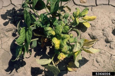 Curly Top Virus On Cowpea Plant