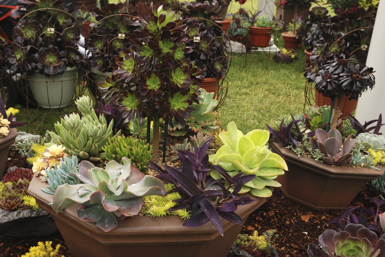 Garden Of Large Potters Filled With A Variety Of Succulent Plants