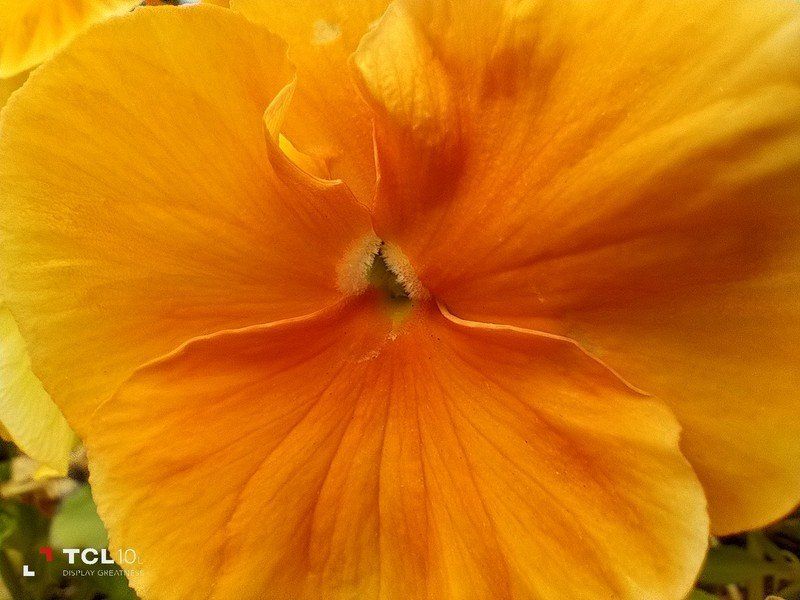 TCL 10L macro