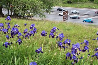 Blue iris thriving on the M25 embankment in Buckinghamshire.