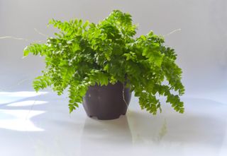 Close up of a potted Fern and reflections against a white shiny background