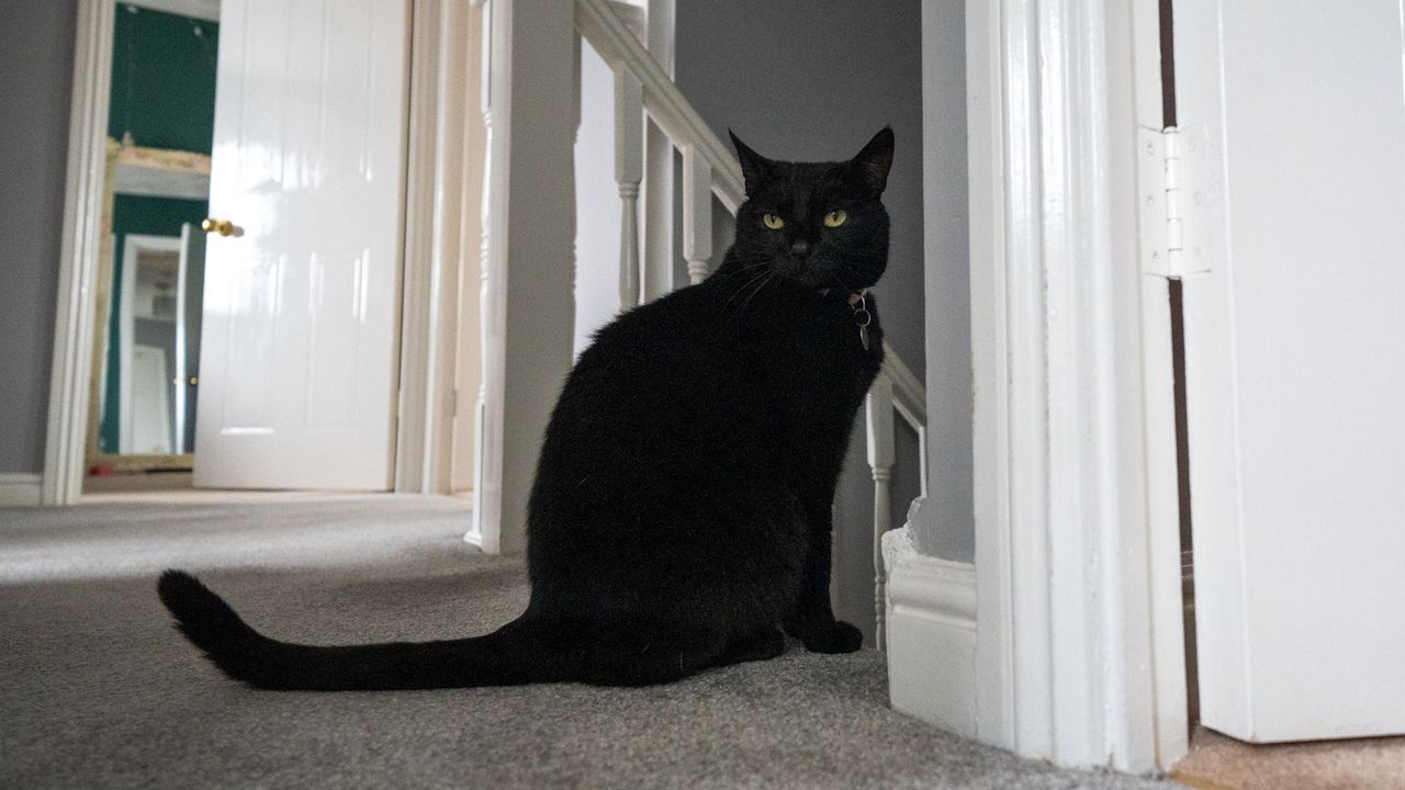 Black cat on a landing