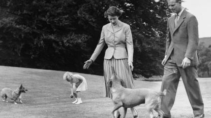Royal Family at Balmoral. Princess Anne tempts the queen's corgi, Sugar, with a ball, and the Duke of Edinburgh's dog, Candy, looks up at Queen Elizabeth, as with the duke and Prince Charles they walk in the grounds of Balmoral Castle during the royal family's summer holiday, August 1955. The castle, private property of the sovereign, at Deeside, West Aberdeenshire, Scotland, was bought by Prince Albert in 1852 for $31,000. The castle was rebuilt three years later. The castle was Queen Victoria's favorite residence and she often held court there. Since then the royal family have kept up the annual custom of staying at Balmoral during the shooting season. The sporting estate abounds with grouse and red deer.