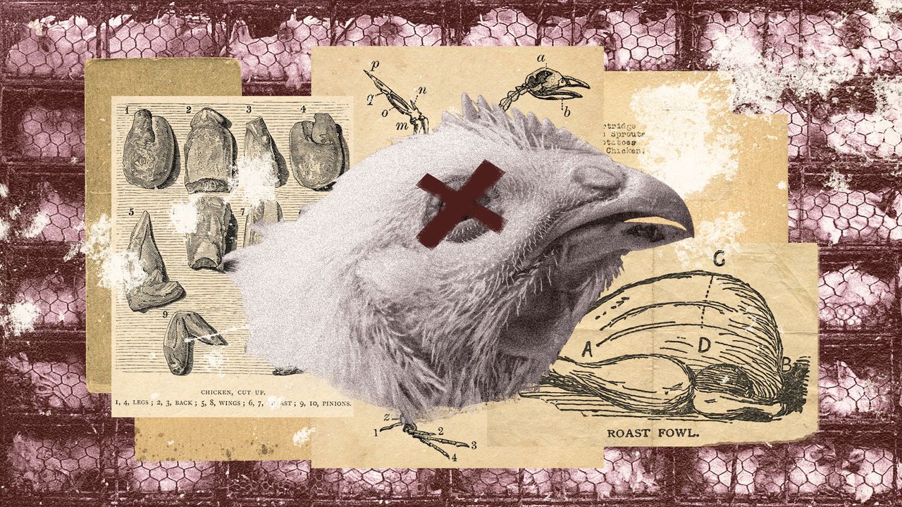 Photo collage of a chicken&#039;s head arranged on top of vintage menus, butcher&#039;s charts, and anatomical diagram of a chicken. In the background, there is a photo of hens packed tightly into cages.