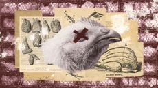 Photo collage of a chicken's head arranged on top of vintage menus, butcher's charts, and anatomical diagram of a chicken. In the background, there is a photo of hens packed tightly into cages.