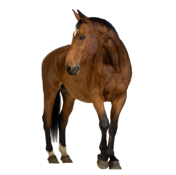 Chestnut horse