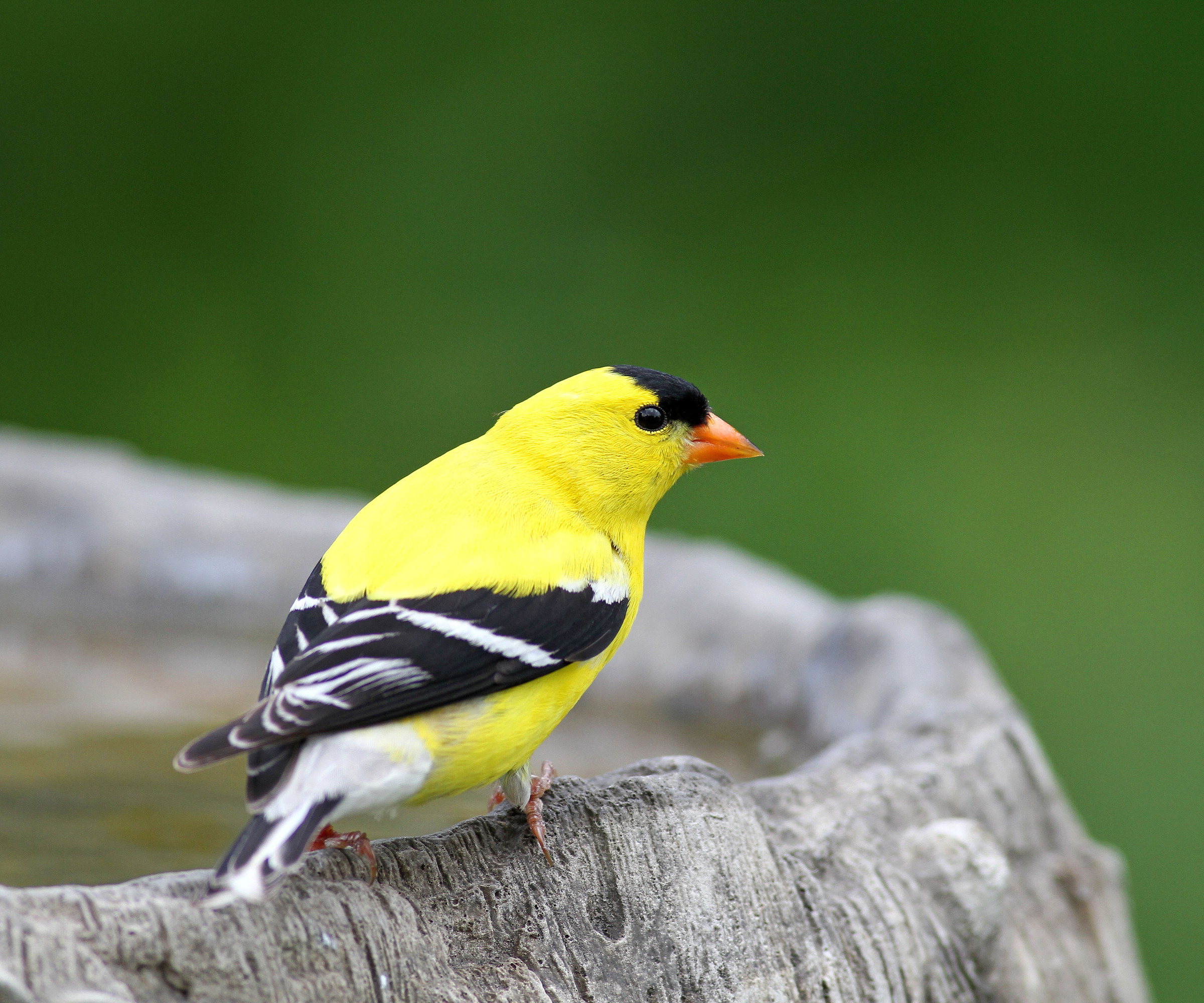 American goldfinch at bird bath