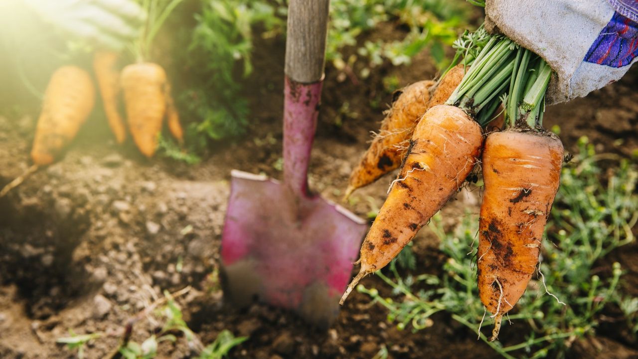 A gardener holding a trio of freshly-harvested carrots