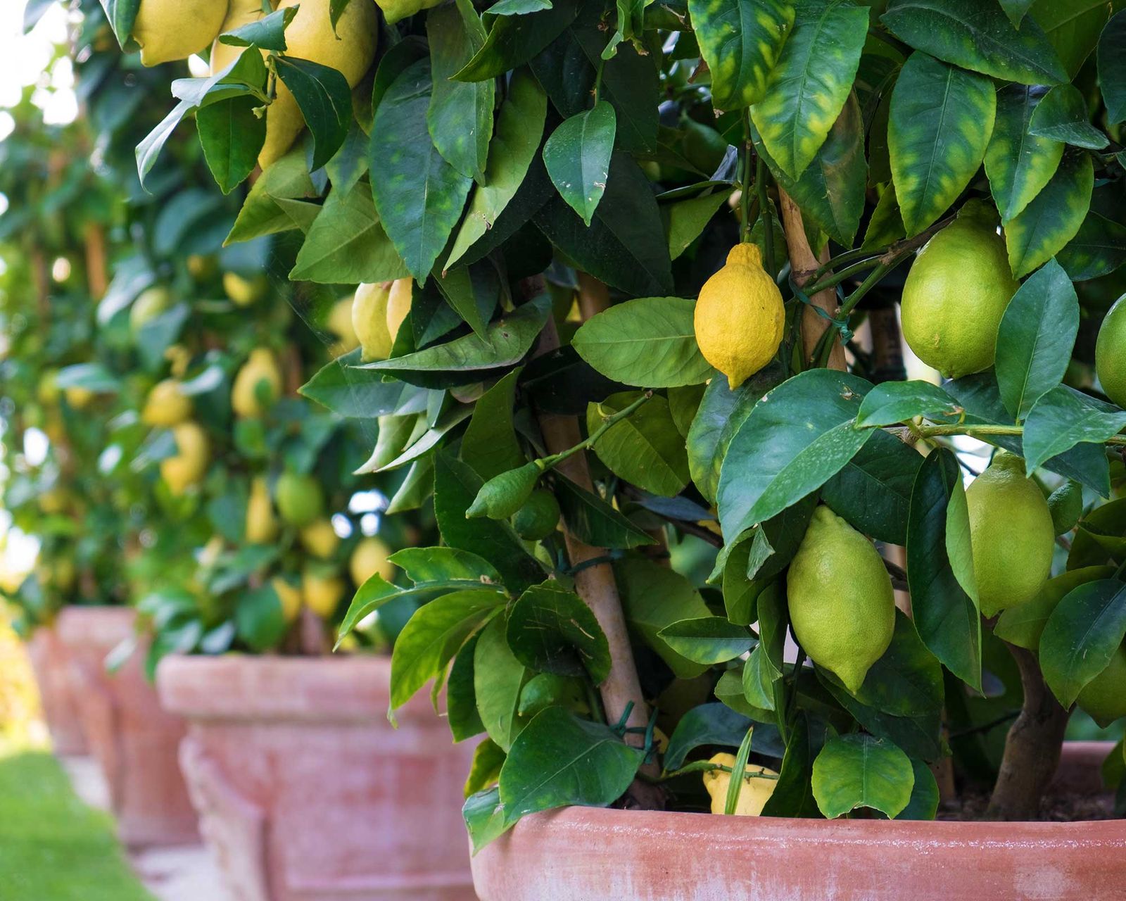 Expert tips on how to grow a lemon tree Gardeningetc