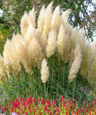 A cluster of tall beige pampas grass plants planted outdoors, with a row of red flowers below them
