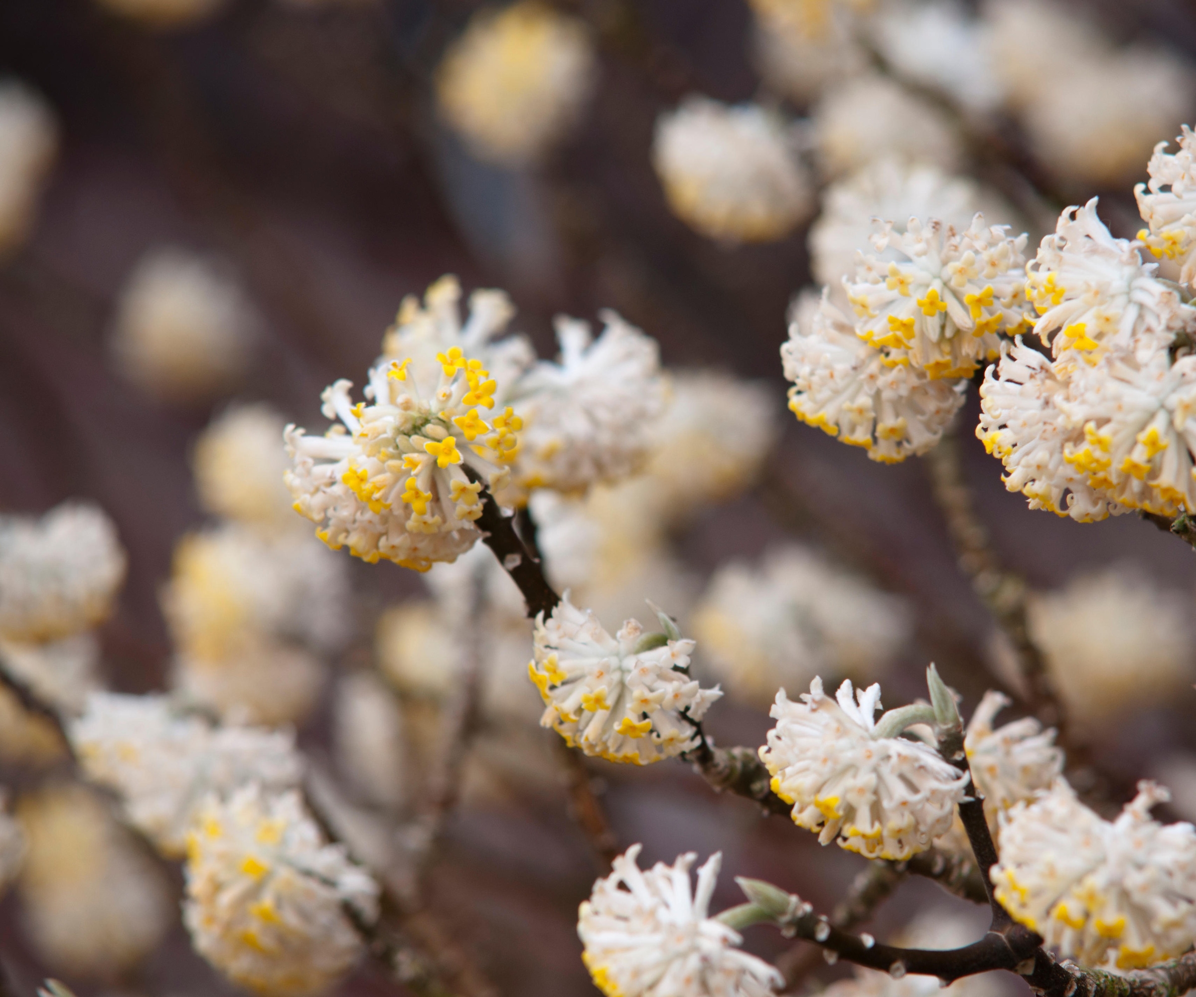 EDGEWORTHIA CHRYSANTHA