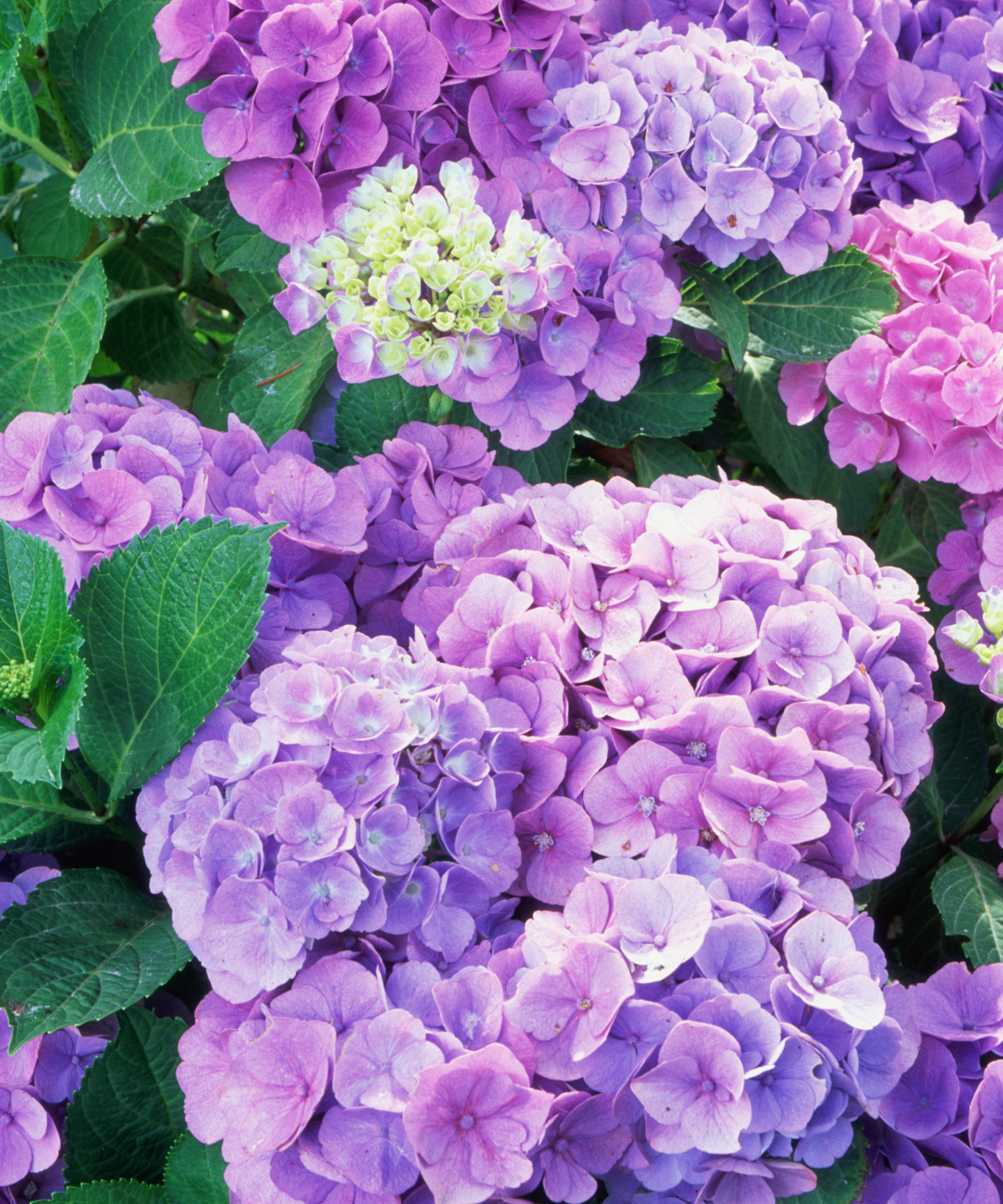 Hydrangeas