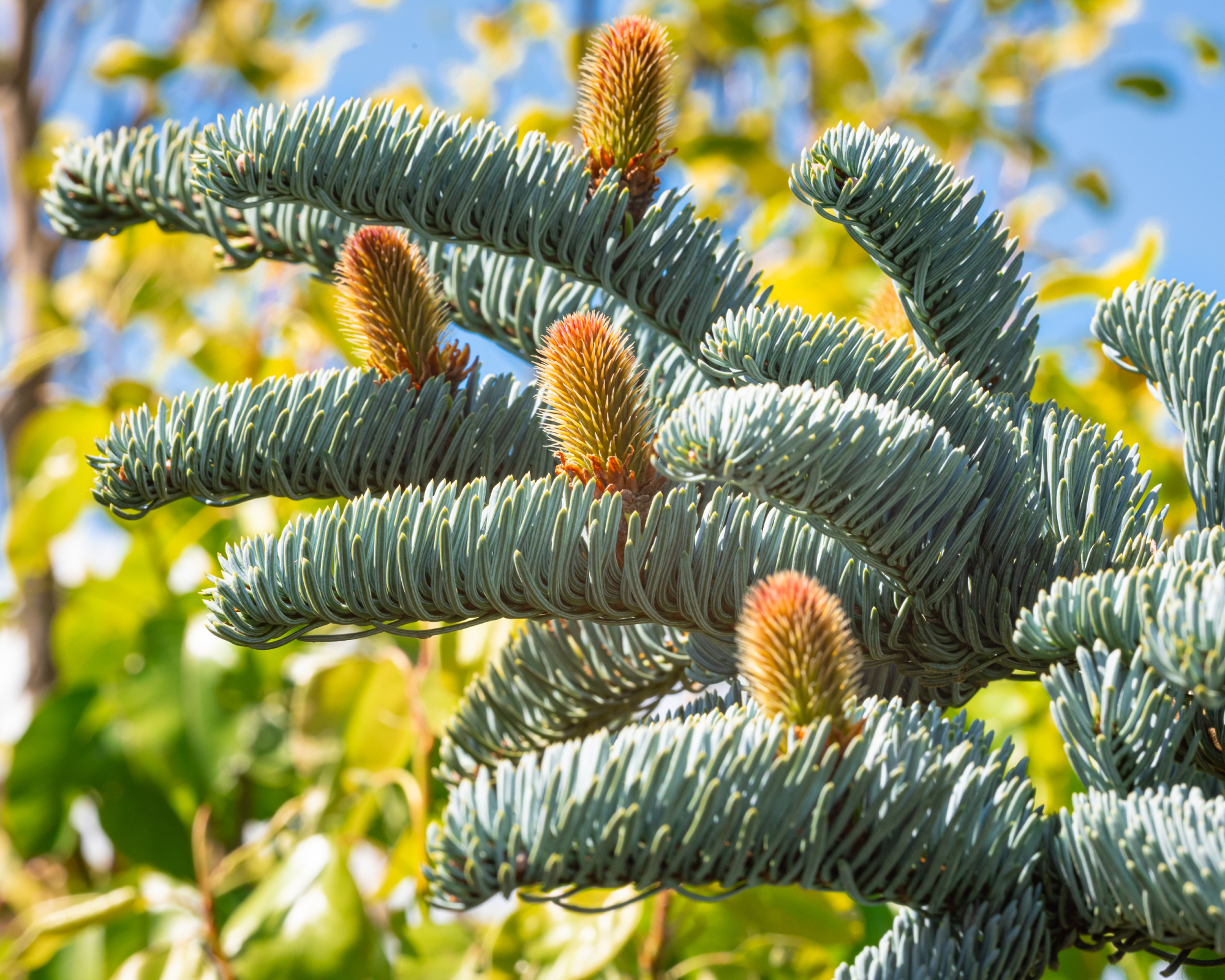 noble fir tree branch with cones