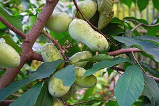 Pawpaw tree laden with fruits