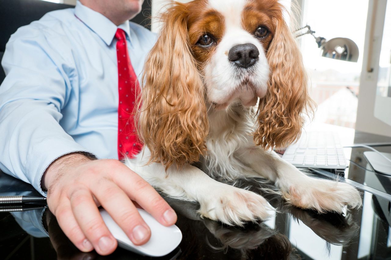 Here&#039;s another reason you should ask your boss if you can bring your dog to work. Image Credit: Alamy