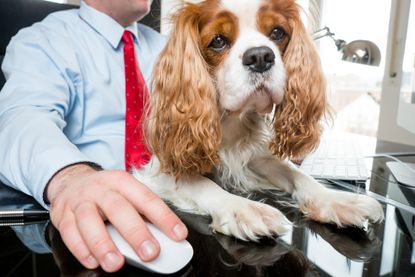 Here's another reason you should ask your boss if you can bring your dog to work. Image Credit: Alamy