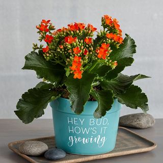 Kalanchoe from 1-800-Flowers