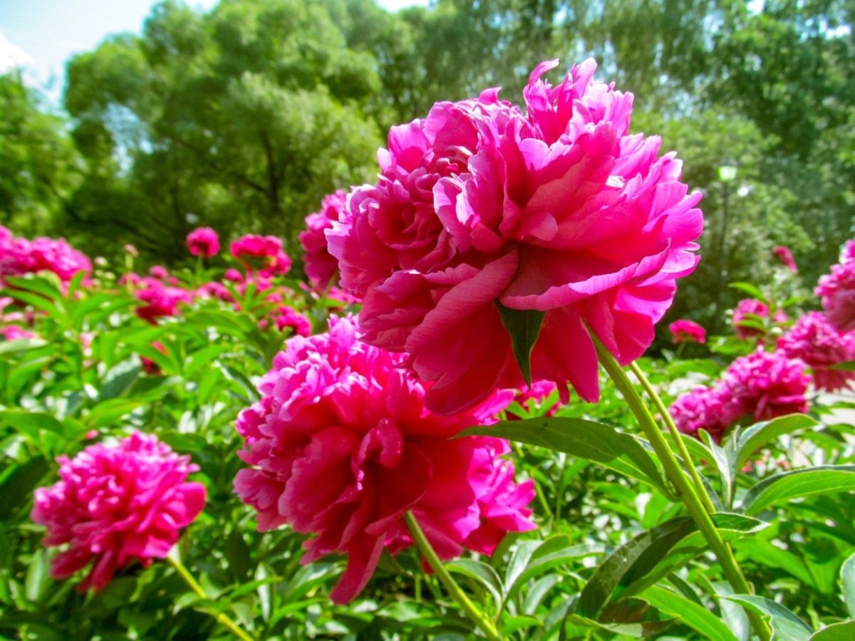 Types Of Sun And Shade Peonies | Gardening Know How