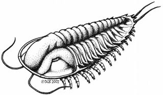 Trilobite drawing