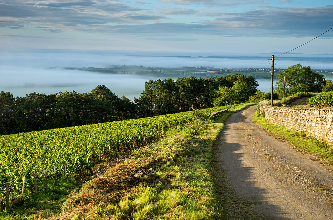 Vineyard. Pommard, Cote de Beaune