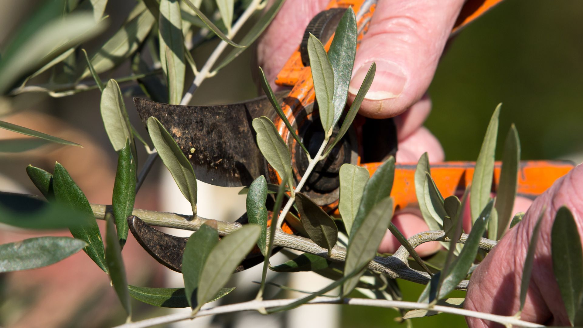 picture of personal pruning an olive tree with secateurs
