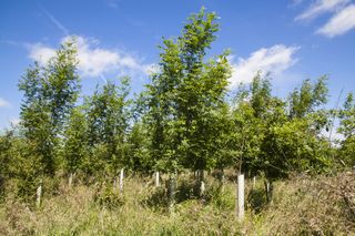 Trees - Woodland Trust