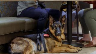 German Shepherd dog as service dog in restaurant