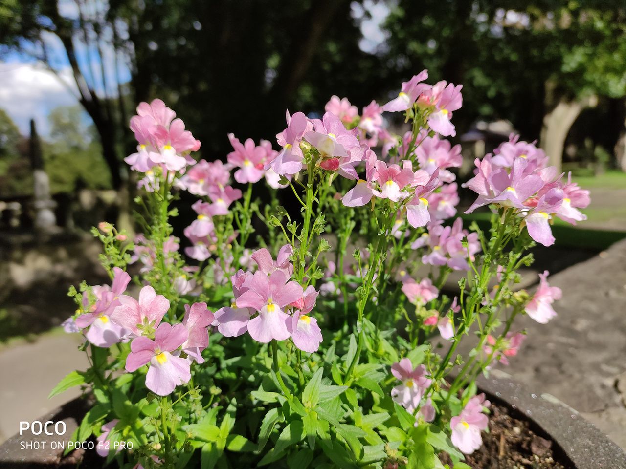 Poco F2 Pro camera sample