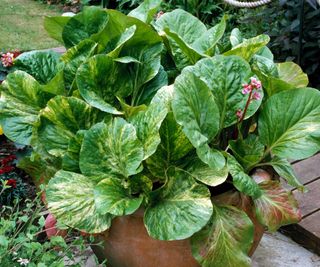 bergenia ‘Tubby Andrews’ growing on patio container