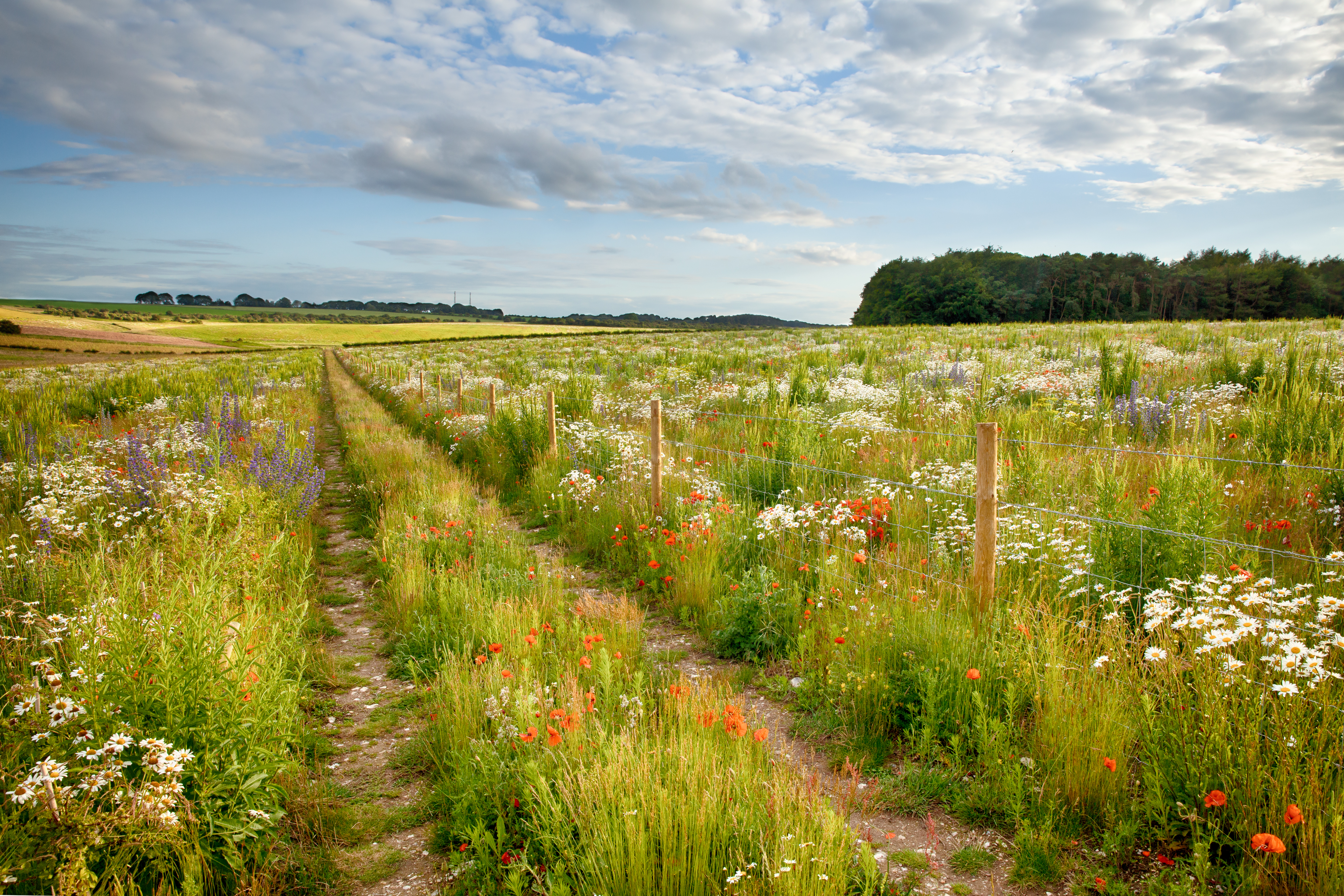 Field