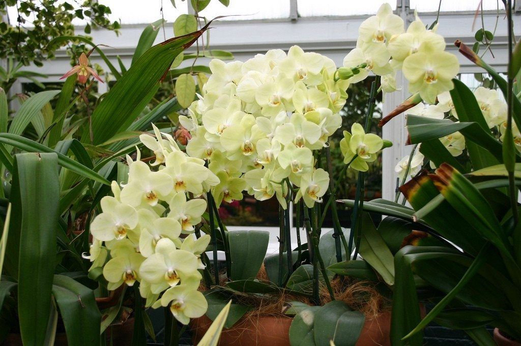 Phalaenopsis Orchids