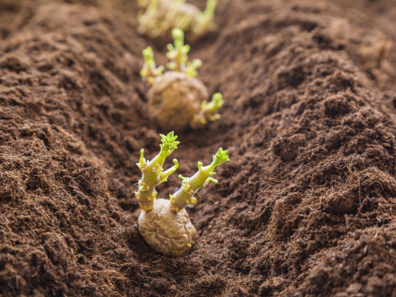 Row Of Planted Potatoes In Soil