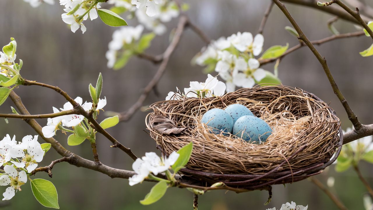 Is it illegal to remove a bird&#039;s nest