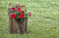 Red Flowers In A Log Planter
