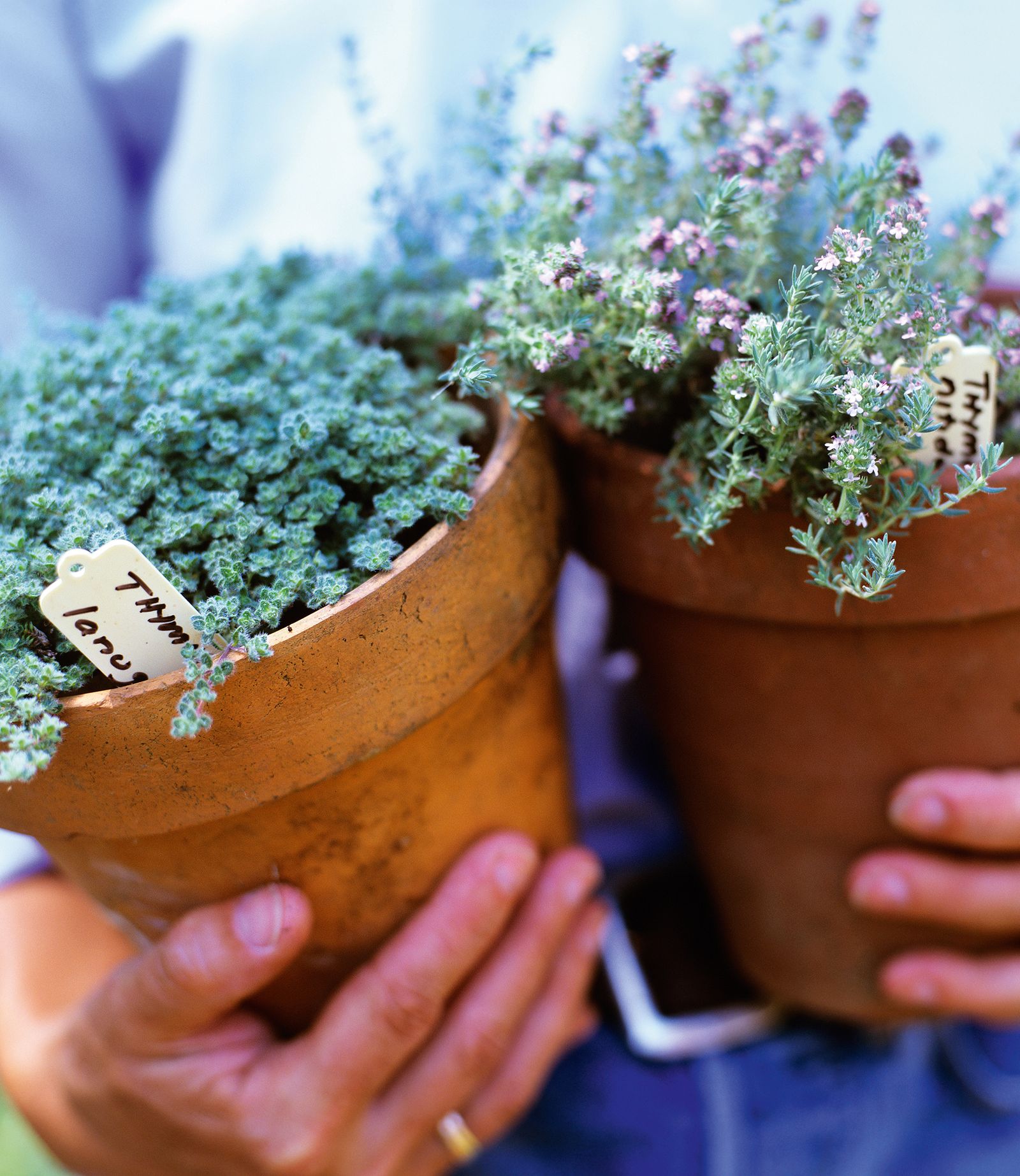 How to grow thyme Homes & Gardens