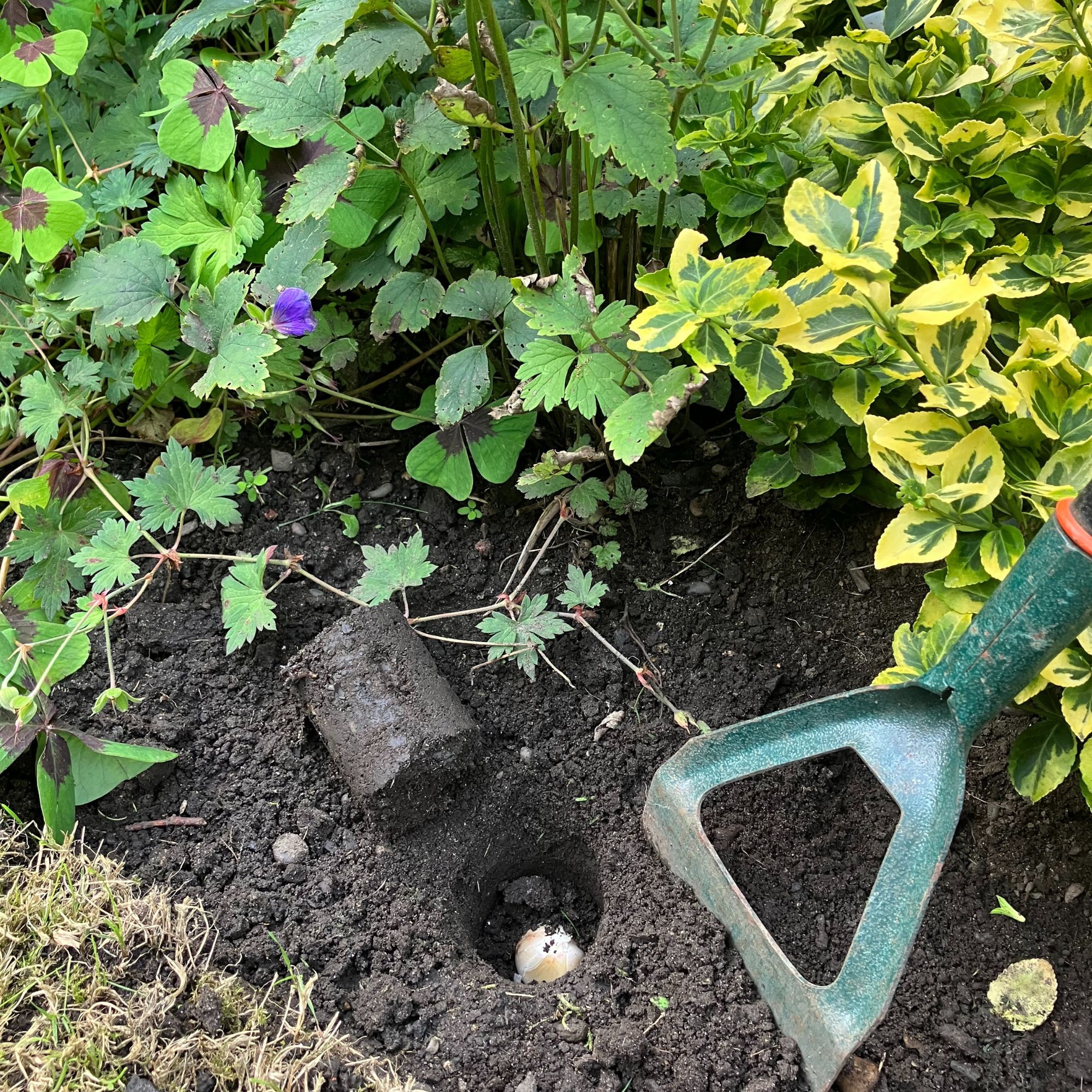 spring bulb planting in flower bed