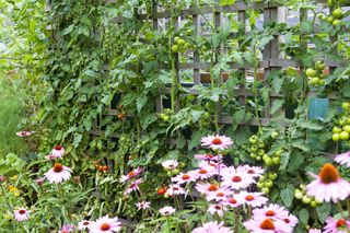 Use a trellis screen to zone areas of your garden and grow tomatoes