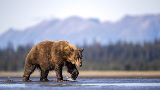 how to use bear spray: bear in the backcountry