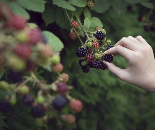 Harvesting blackberries from the shrub