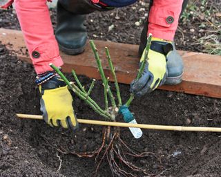 Planting bare root rose