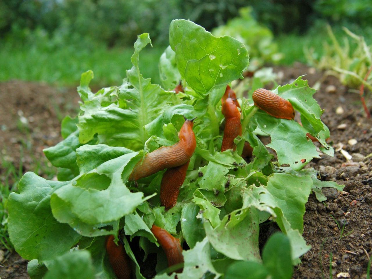 Slugs On Green Leafy Vegetable Plant In The Garden