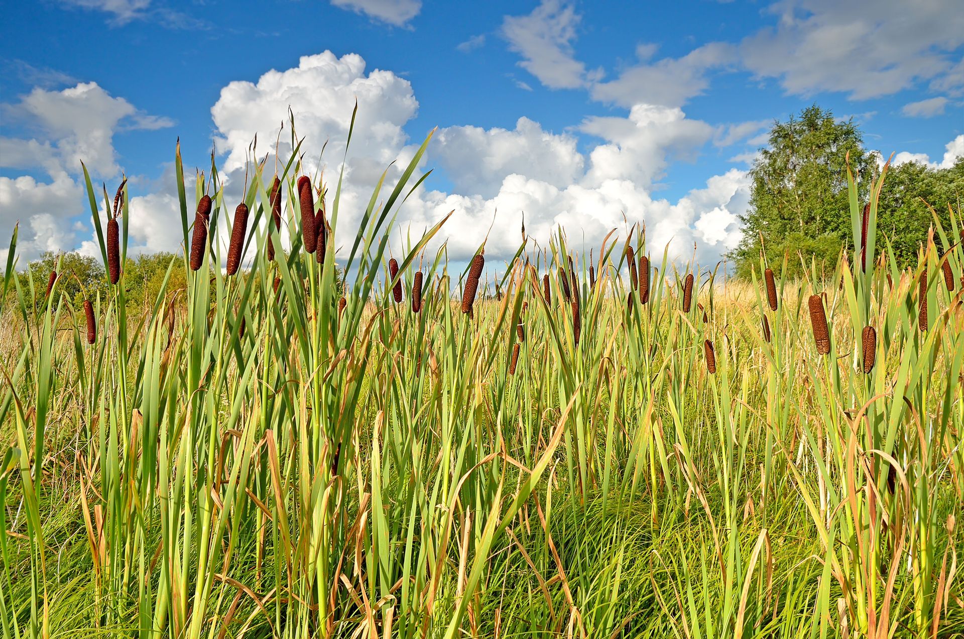 Комплект Land of Reeds