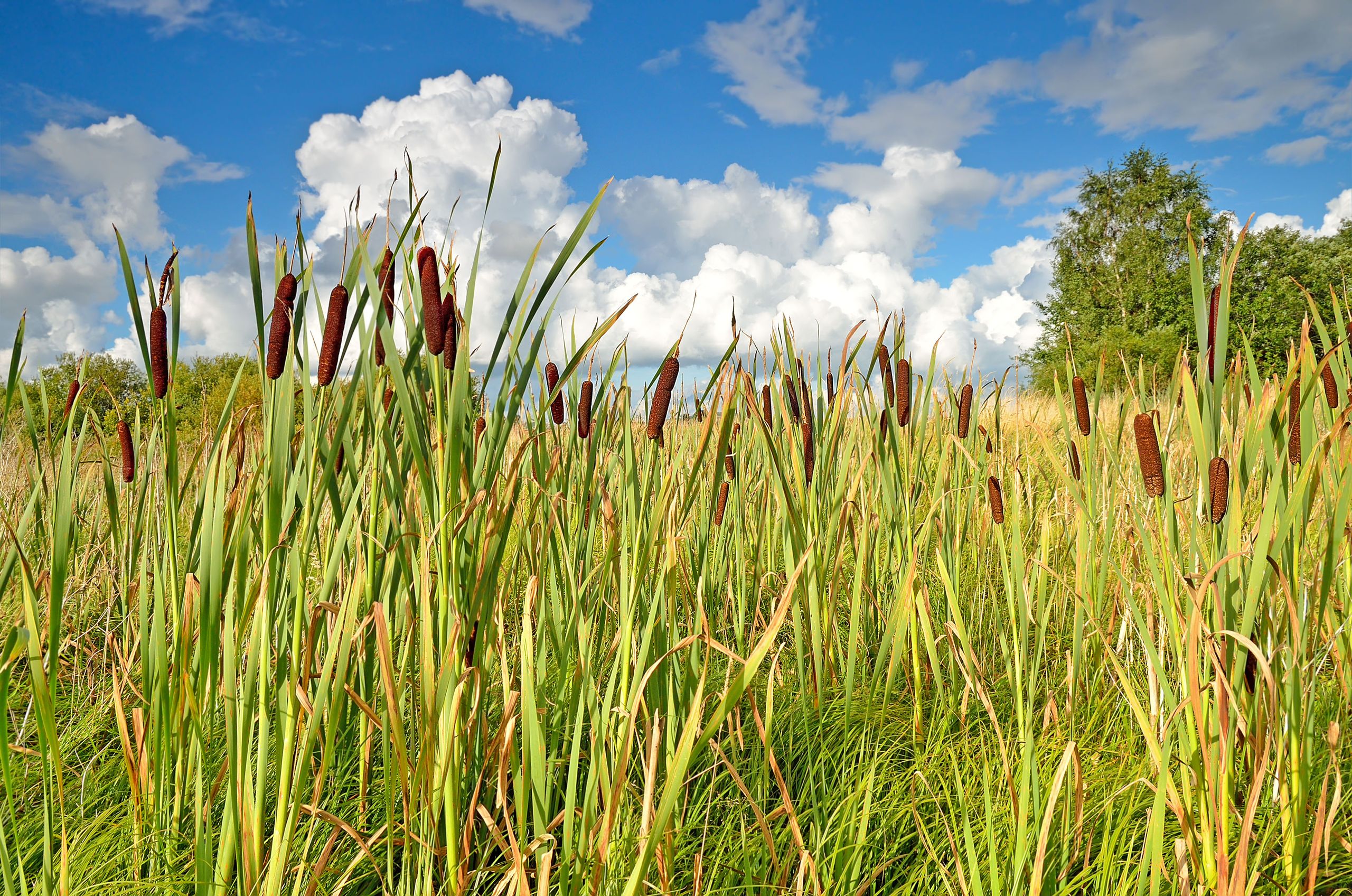 What is a reed bed sewage system – and how does it work? | Homes and ...